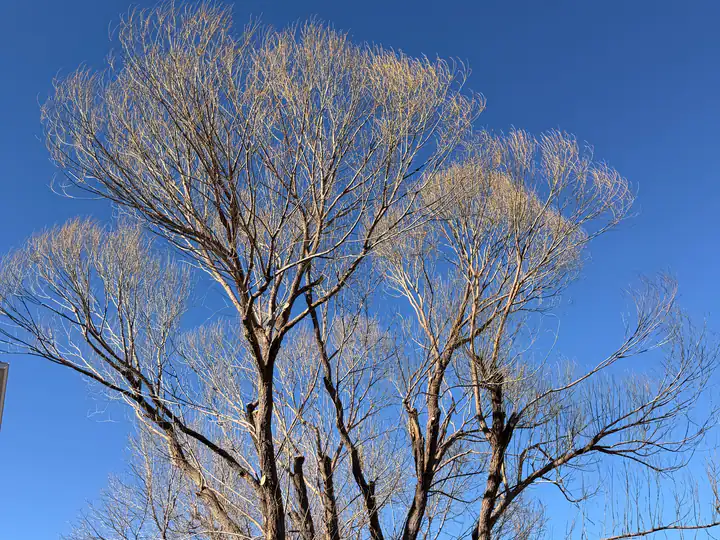Tree trimming and pruning in Roxborough Park, CO: arborist pruning a willow