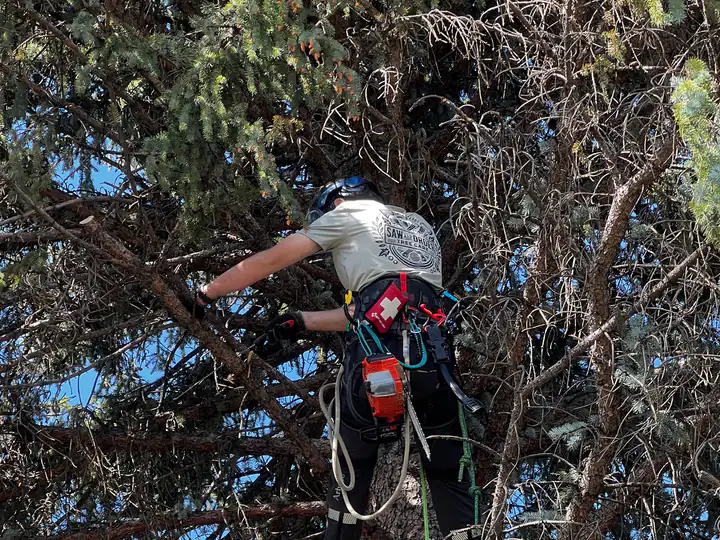 Wildfire mitigation in Roxborough Park, CO: arborist removing a tall blue spruce
