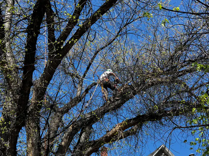 Arborist consultation in Sedalia, CO: climber thinning a bare tree over a house