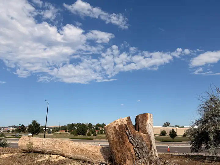 Land clearing in Sedalia, CO: cleared field with stumps and logs