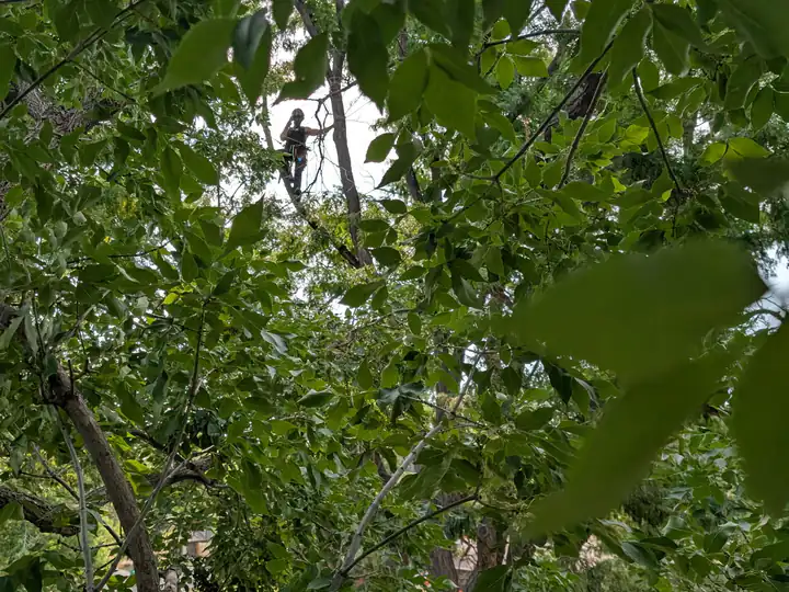 Plant health care in Sedalia, CO: healthy leafy canopy up close