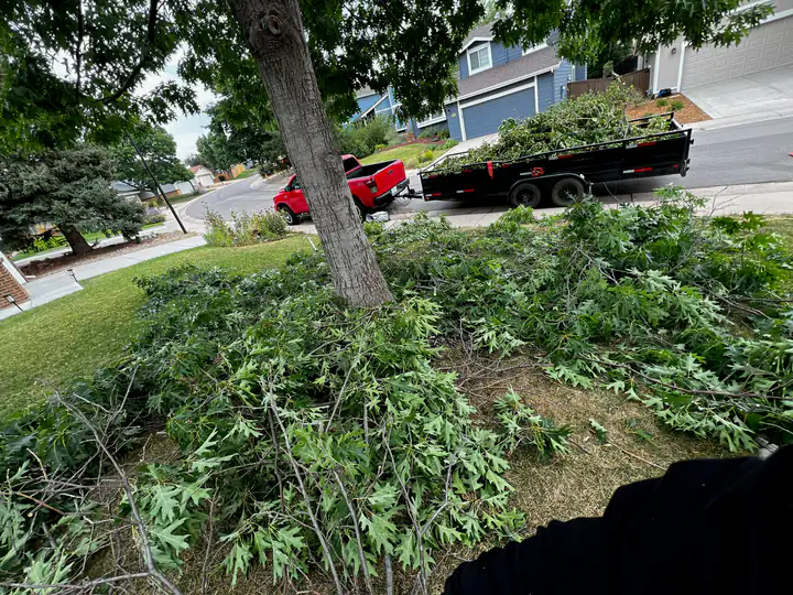 Storm damage cleanup in Sedalia, CO: fallen tree in a yard after a storm