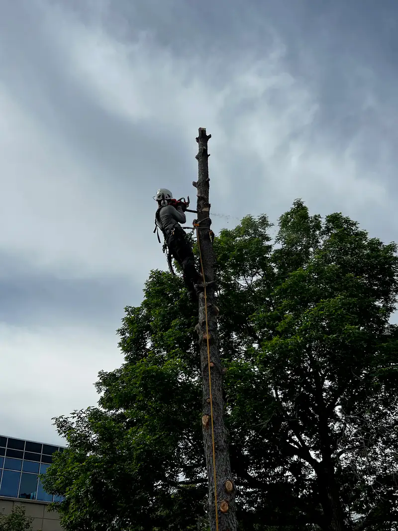 Tree service in Sedalia, CO: arborist on a tall spar beside a building
