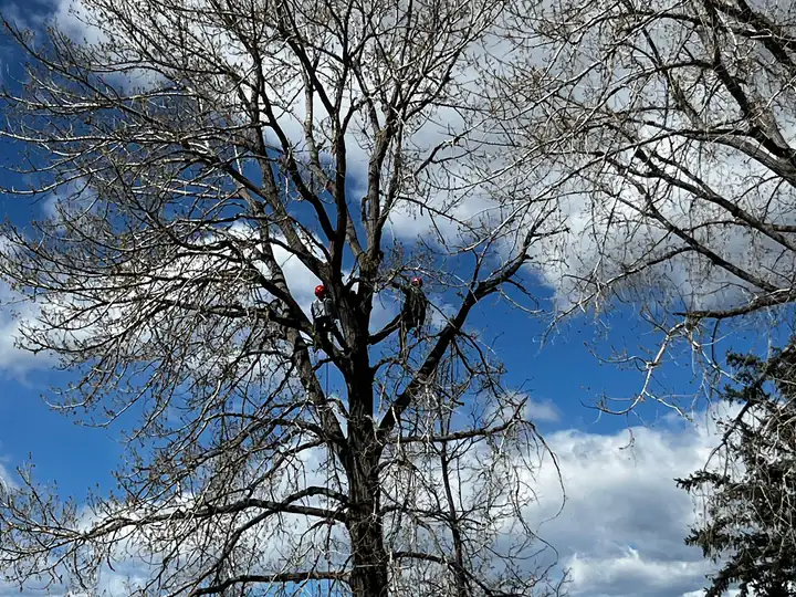 Tree trimming and pruning in Sedalia, CO: wide shade tree in winter before pruning