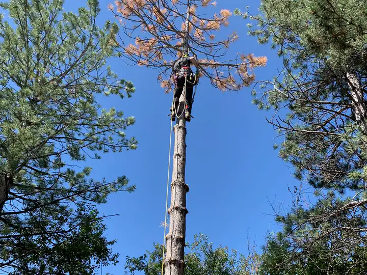 Wildfire mitigation in Sedalia, CO: red, dying pine near a home