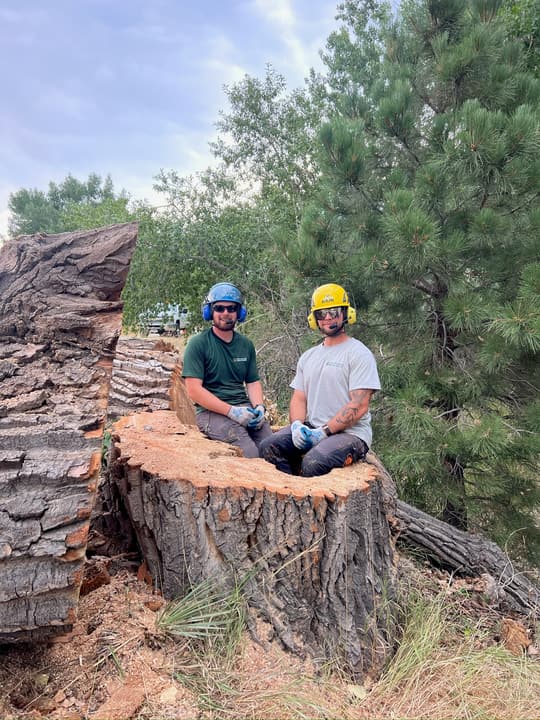 Tree removal crew sitting inside a huge hollow stump after taking down a big tree