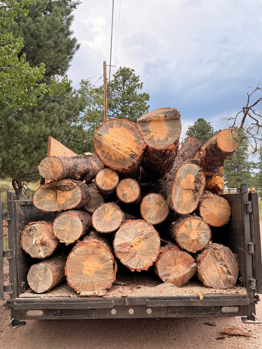 Beetle-killed pine logs stacked on a trailer to be hauled away