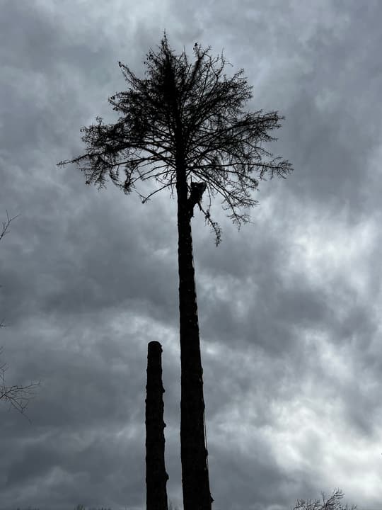 Dead pine tree removal: silhouette of the pine top against a stormy sky