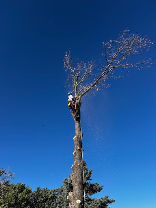 Tree removal in Lone Tree, CO: arborist at the top of a bare spar cutting the last section