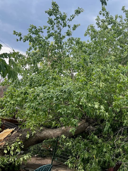 Storm damage in Sedalia, CO: large tree fallen across a yard against a house roof