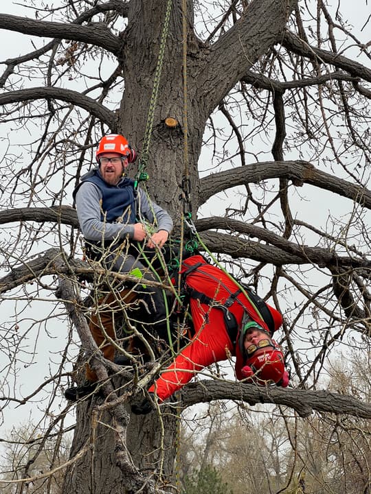 Aerial rescue certification class: arborists practicing a rescue high in a large tree