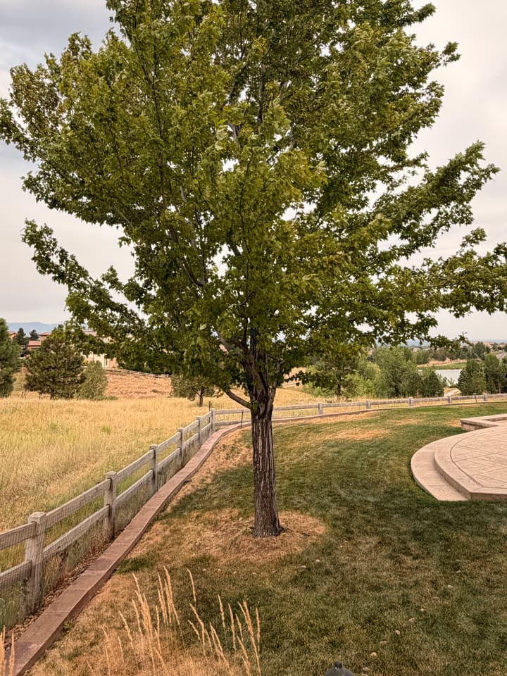 Before tree removal and stump grinding in Highlands Ranch, CO: a full, leafy maple in a backyard above open space