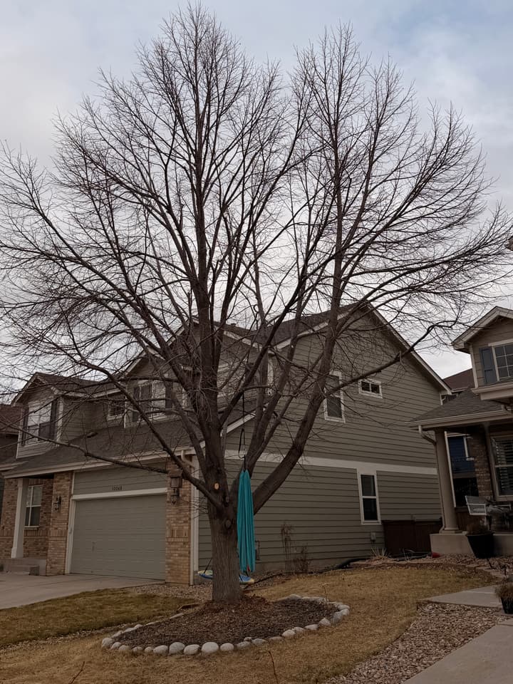 After tree pruning in Highlands Ranch, CO: the same linden thinned and shaped