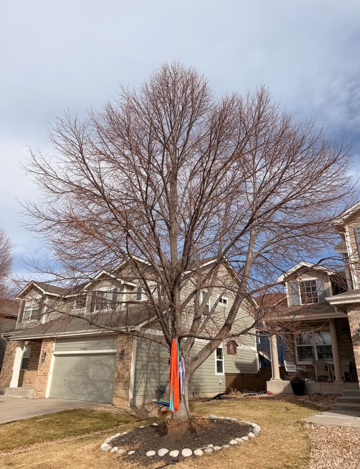 Before tree pruning in Highlands Ranch, CO: a front yard linden with a dense, overgrown crown