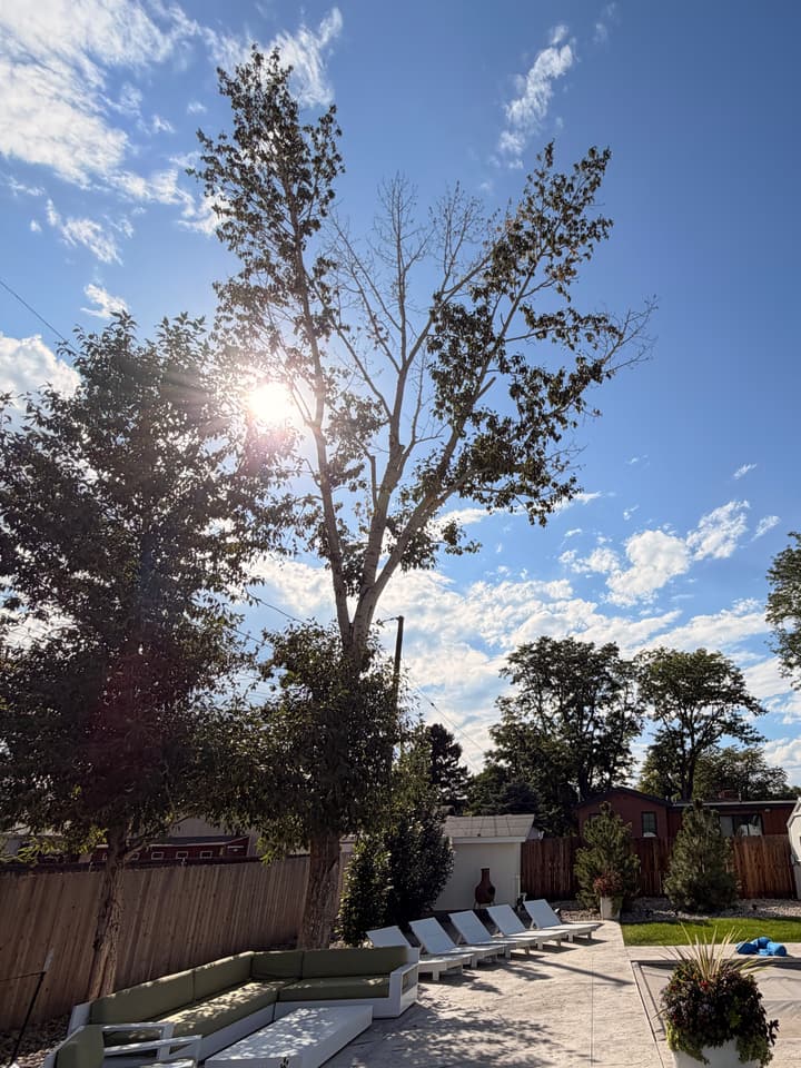 Before tree removal and stump grinding in Wheat Ridge, CO: two cottonwoods growing tight together over a backyard patio