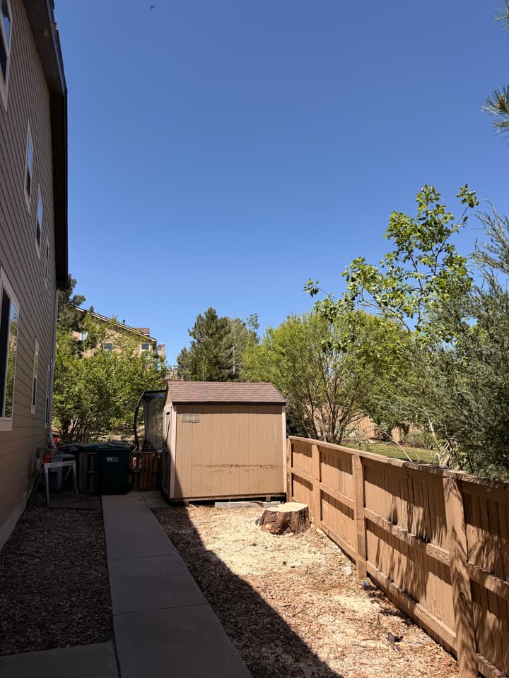 After tree removal in Highlands Ranch, CO: the side yard open with the willow removed