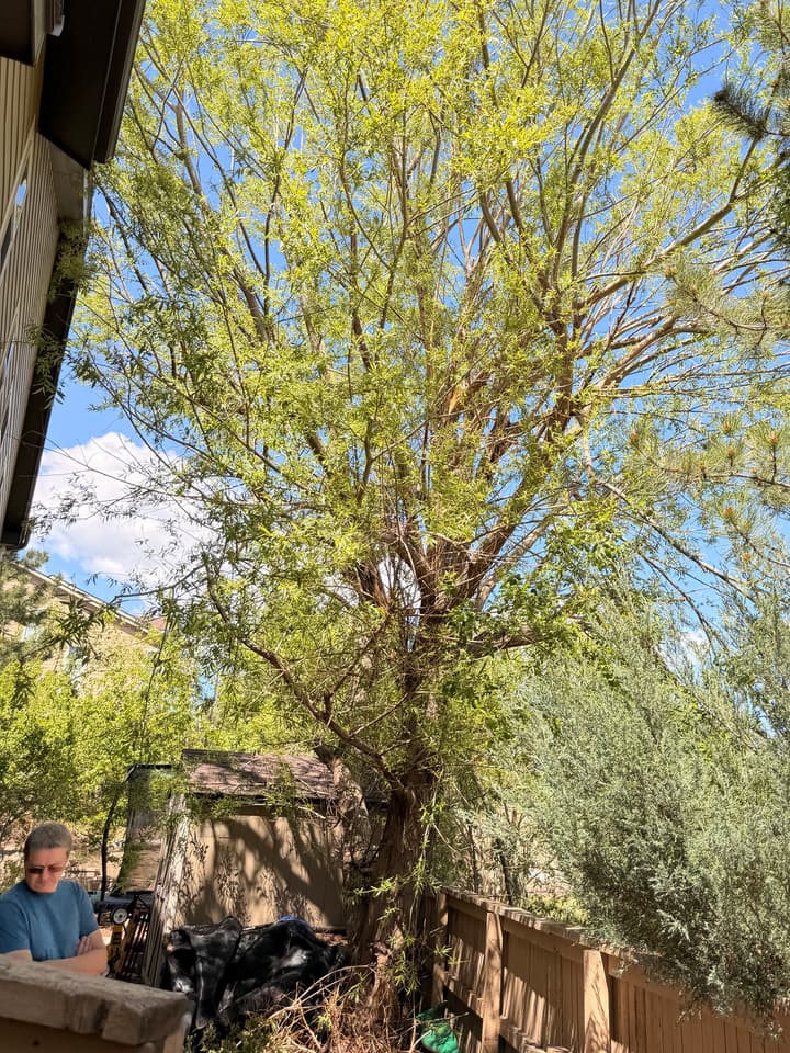 Before tree removal in Highlands Ranch, CO: a willow crowding a narrow side yard