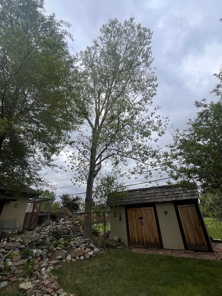 Before tree removal in Columbine, CO: a tall cottonwood over a backyard shed and koi pond