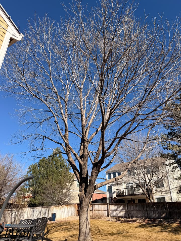 After tree pruning in Highlands Ranch, CO: the same ash thinned with a cleaner structure