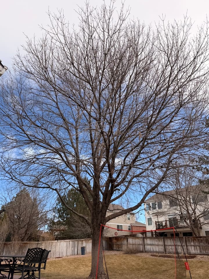 Before tree pruning in Highlands Ranch, CO: a backyard ash with a dense, tangled crown