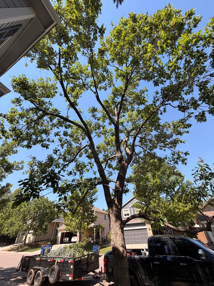 After tree pruning in Highlands Ranch, CO: the same ash pruned and thinned