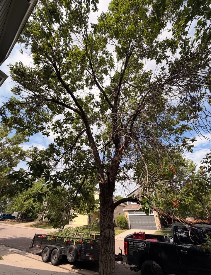 Before tree pruning in Highlands Ranch, CO: a front yard ash with a heavy crown over the street