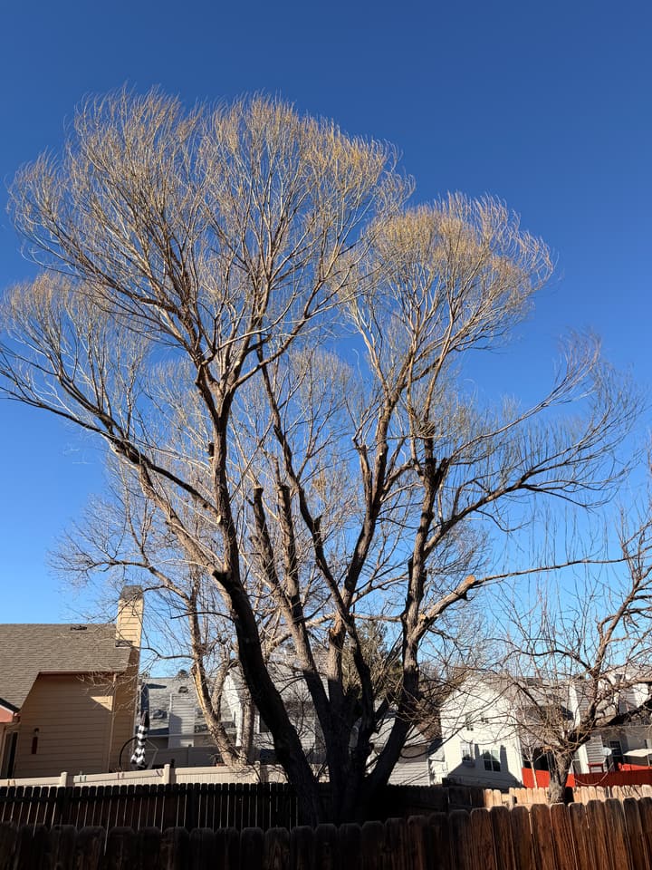 After tree pruning in Columbine, CO: the same willow with the deadwood out and the crown reduced
