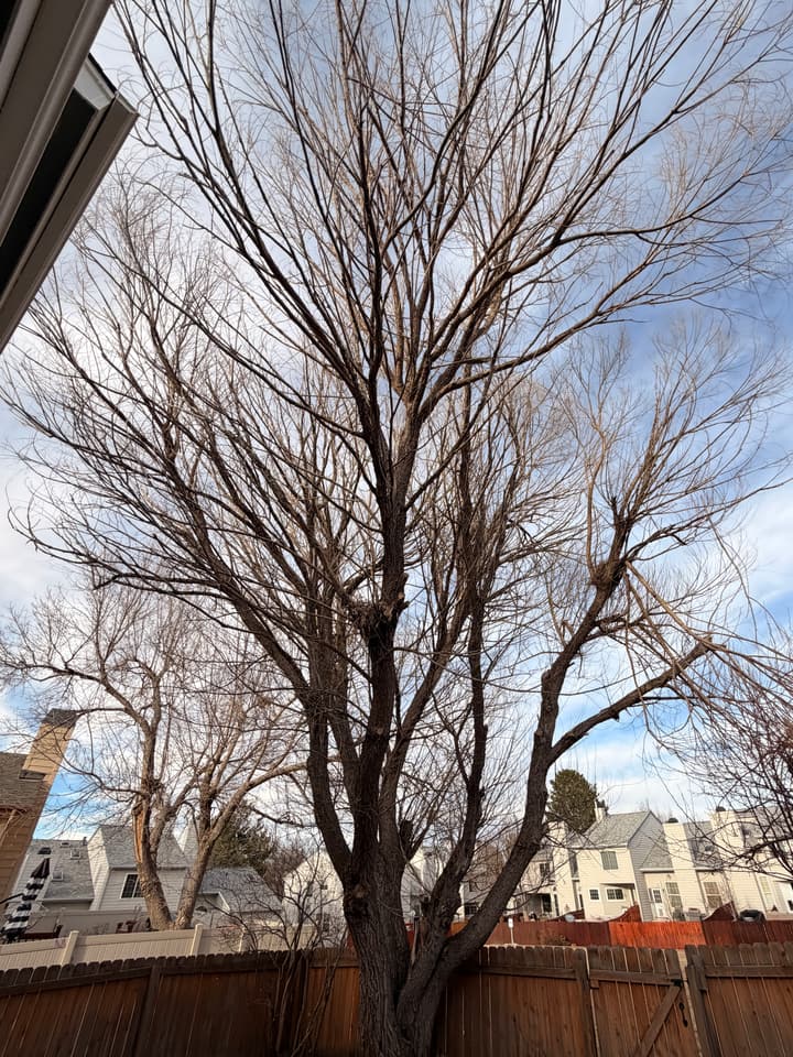 Before tree pruning in Columbine, CO: a large backyard willow full of deadwood