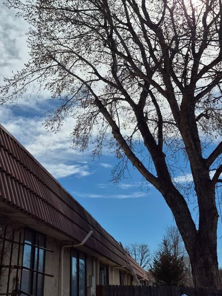 After tree pruning in Aurora, CO: the same silver maple after major reduction cuts