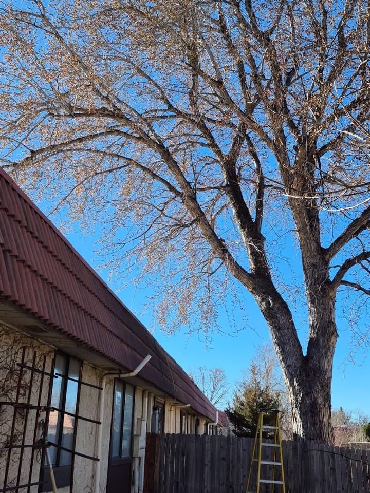 Before tree pruning in Aurora, CO: a big silver maple over a row of townhomes