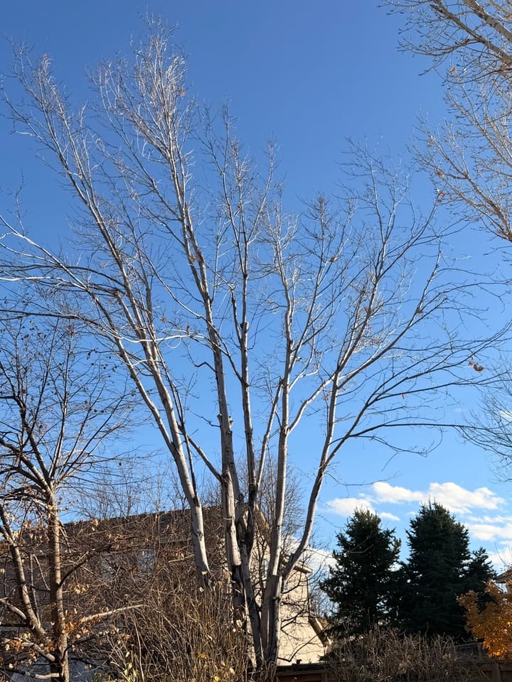 After tree pruning in Centennial, CO: the same maple thinned and cleaned up
