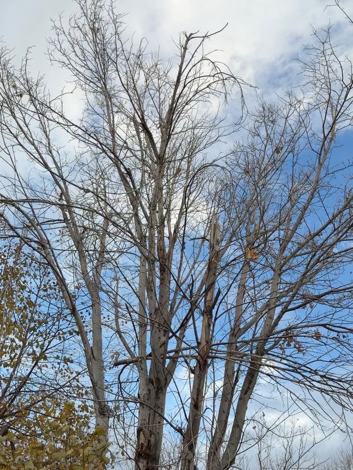 Before tree pruning in Centennial, CO: a neglected maple with a crowded crown