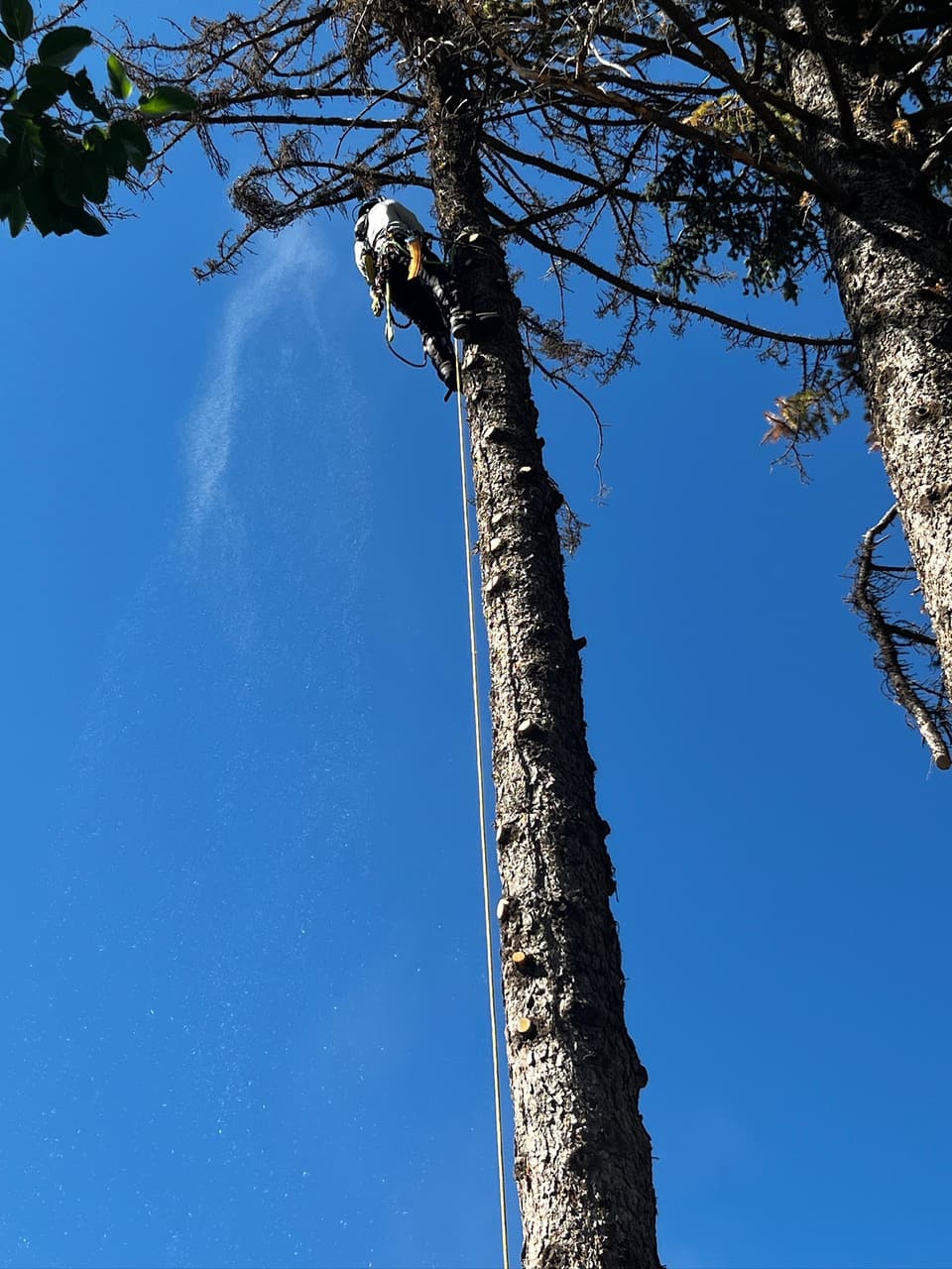 Tree removal in the south Denver metro: ISA Certified Arborist roped in high on a tall pine, sawdust drifting off the cut