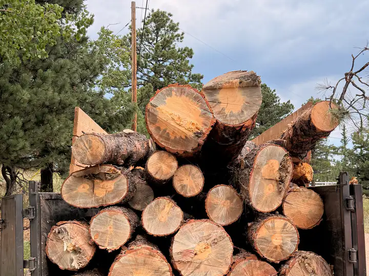 Land and lot clearing: trailer stacked with beetle-killed pine logs