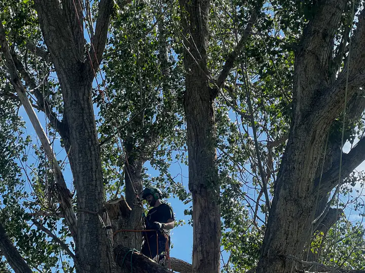 Tree removal: arborist rigging cottonwood limbs beside a house