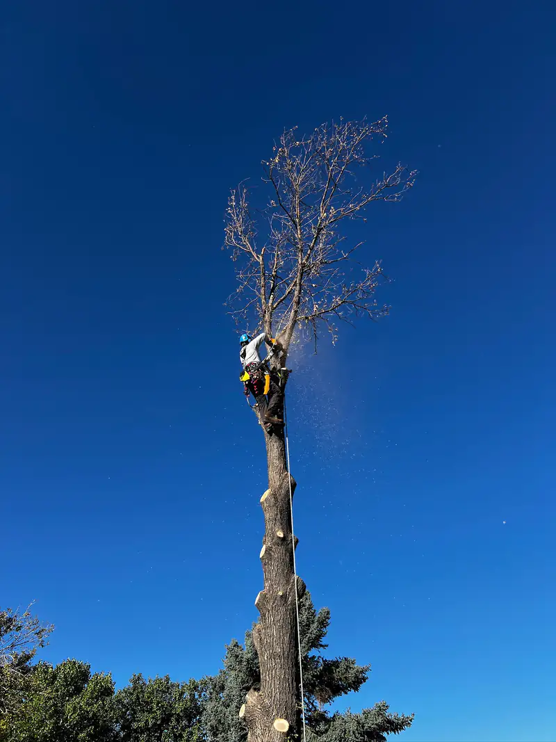 Tree removal in the south Denver metro: arborist cutting out a dead treetop against a blue sky
