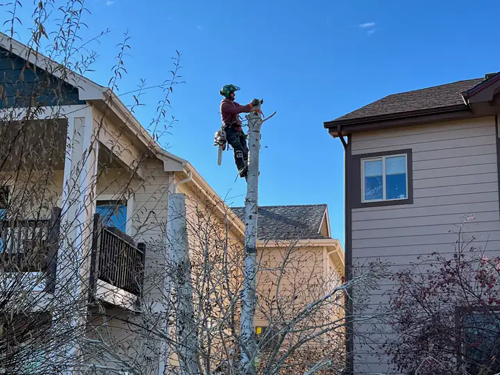 Tree removal: tree being removed in sections between two houses