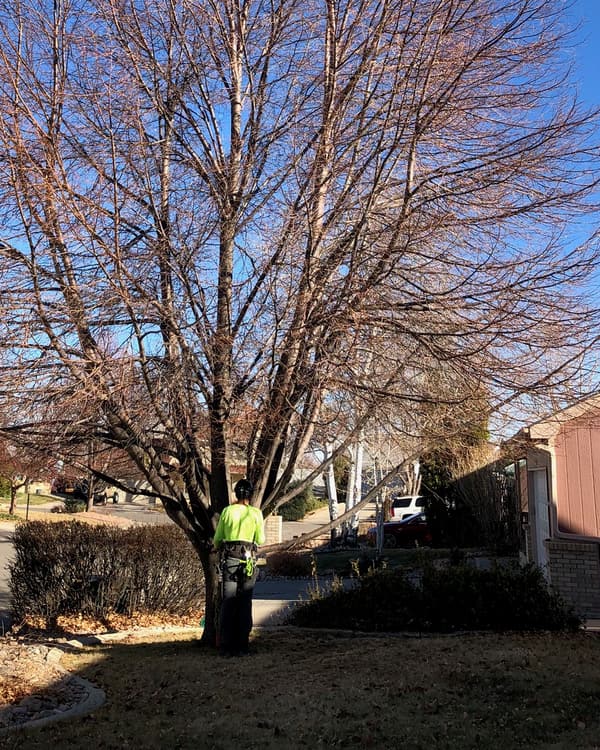Arborist consultation: an arborist sizing up a big maple from the base of its trunk