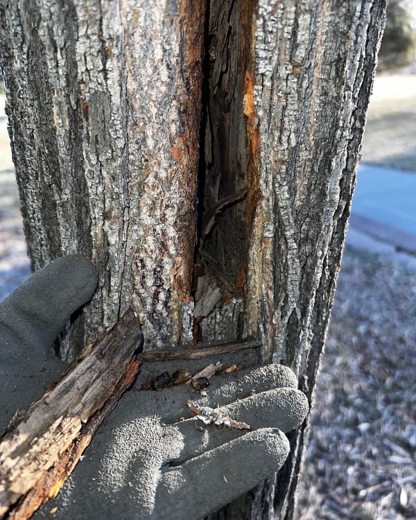 Plant health care in Highlands Ranch, CO: gloved hand opening a bark crack to check a trunk for decay