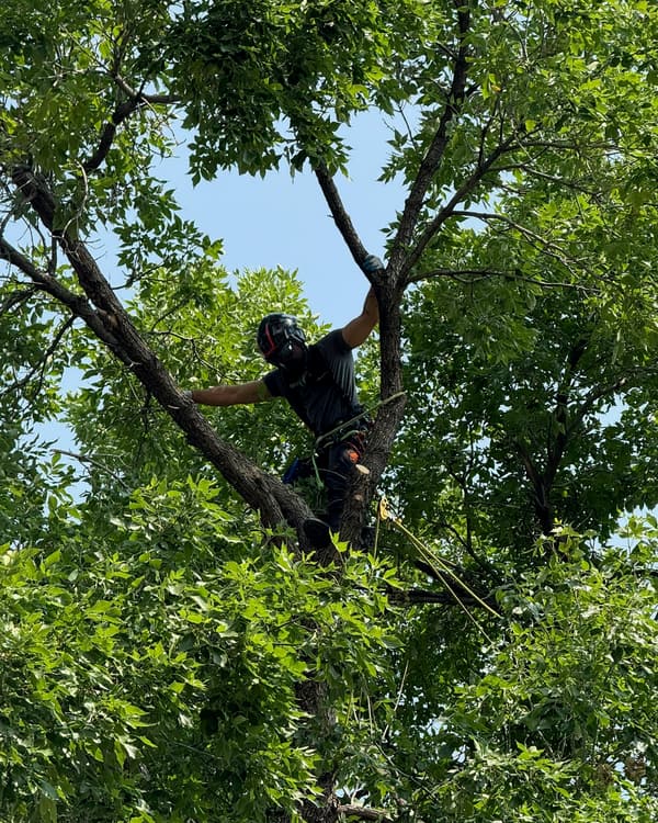 Tree pruning in the south Denver metro: ISA Certified Arborist in a harness pruning a large shade tree
