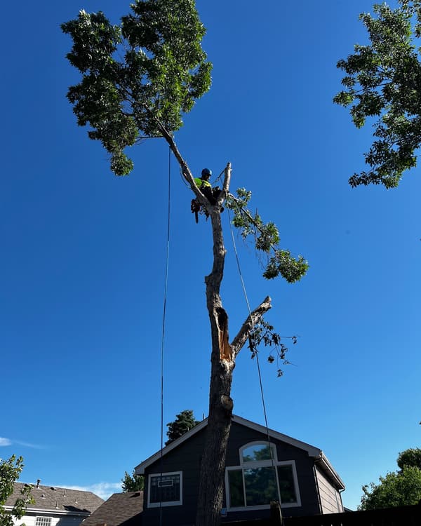 Tree removal in Highlands Ranch, CO: pine top lowered on a rope beside a house roof