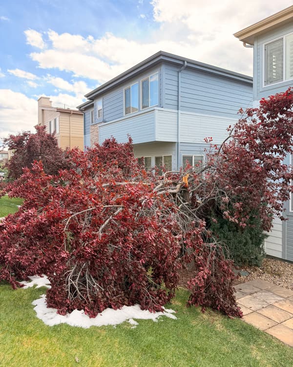 Storm damage in Highlands Ranch, CO: red-leaf tree split and collapsed on a lawn after a snowstorm