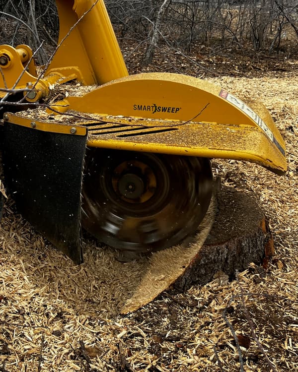 Stump grinding in the south Denver metro: grinder wheel cutting a tree stump below grade