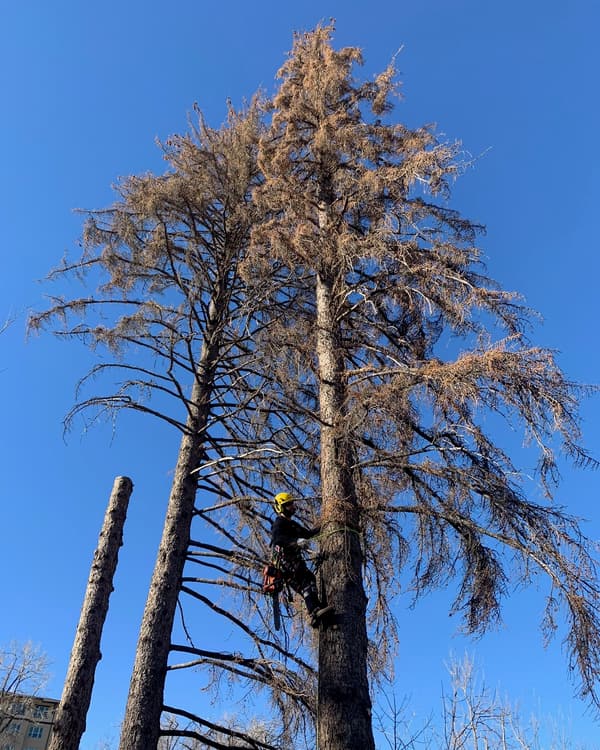 Wildfire mitigation: arborist climbing a beetle-killed pine with red, dead needles for removal