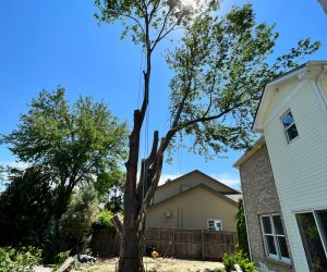 tree removal Highlands Ranch, tree pruning Denver, stump grinding services, certified arborist CO