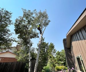 tree removal Highlands Ranch, tree pruning Denver, stump grinding services, certified arborist CO
