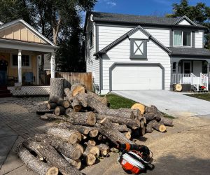 tree removal Highlands Ranch, tree pruning Denver, stump grinding services, certified arborist CO
