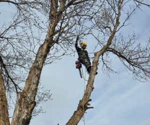 tree removal Highlands Ranch, tree pruning Denver, stump grinding services, certified arborist CO