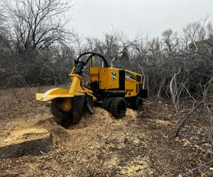 tree removal Highlands Ranch, tree pruning Denver, stump grinding services, certified arborist CO