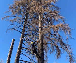 tree removal Highlands Ranch, tree pruning Denver, stump grinding services, certified arborist CO